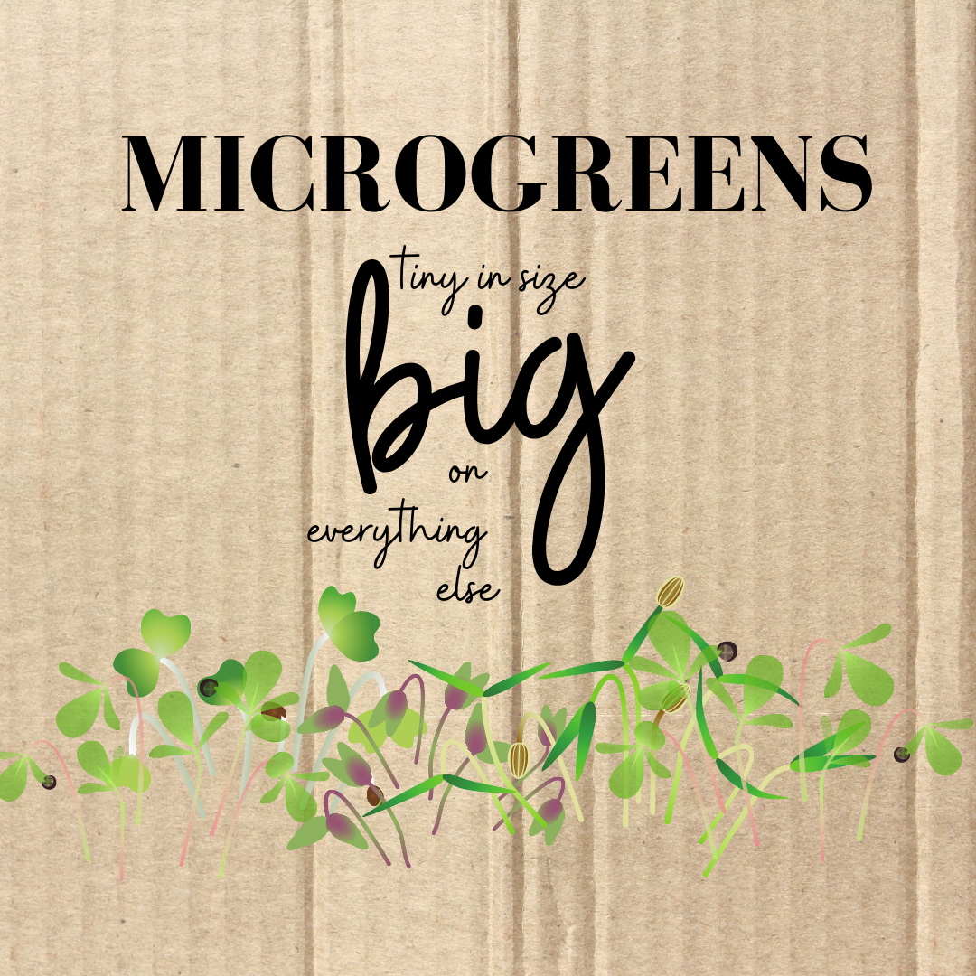 Microgreens – itsy bitsy leaves packed with tons of good stuff