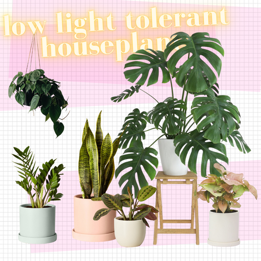 Low Light Houseplants