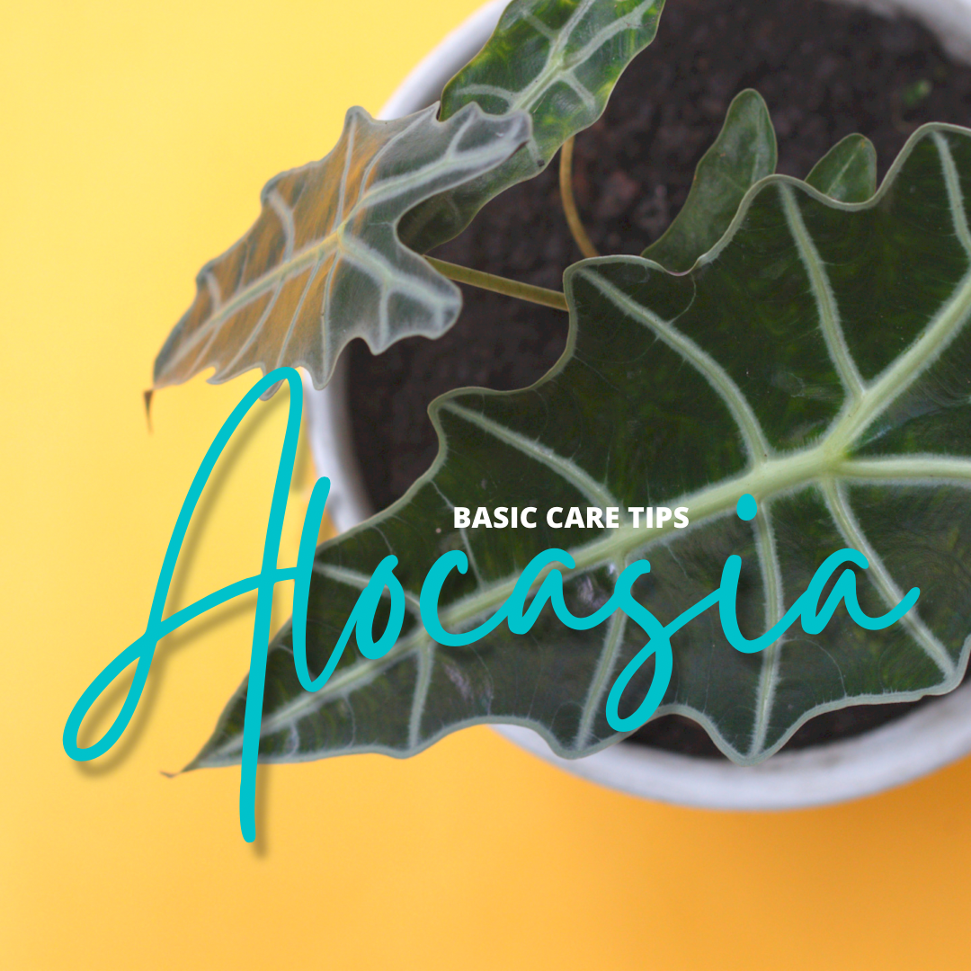 BASIC CARE TIPS: ALOCASIA