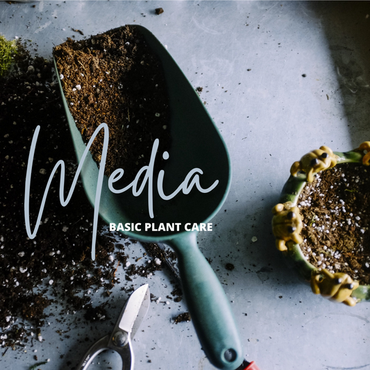 BASIC PLANT CARE: MEDIA