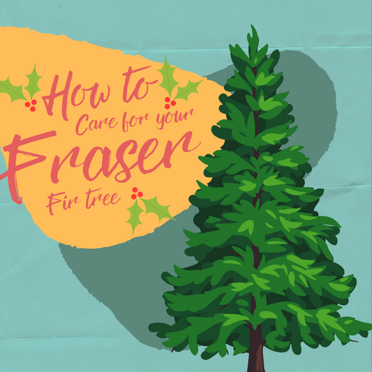 How To Care For Your Fraser Fir Christmas Tree