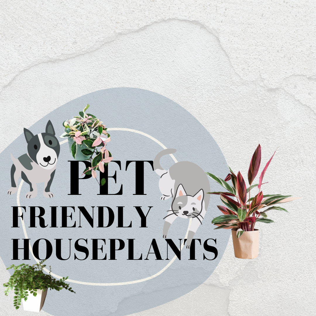 Pet Friendly Houseplants (Non-Toxic Plants)