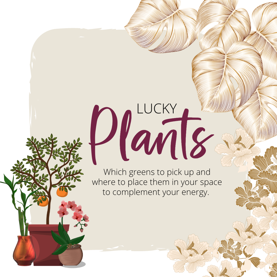 BRING ON THE HUAT WITH MORE PLANTS THIS LUNAR NEW YEAR