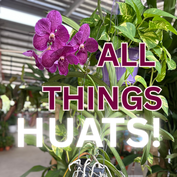 All Things HUATS!