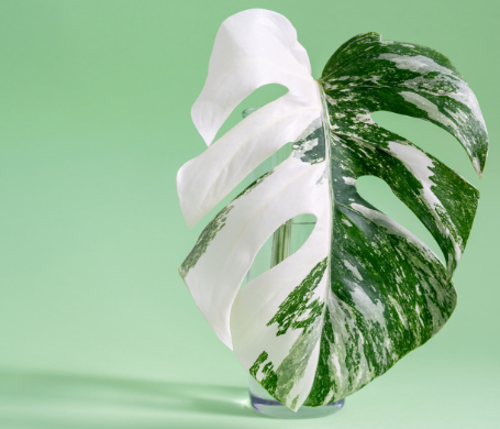 Monstera borsigiana albo