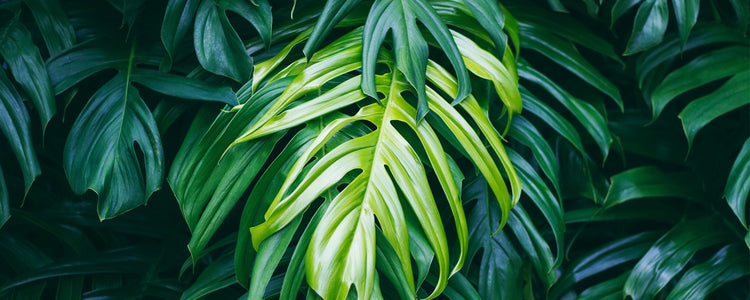 Buy Plants Online Singapore