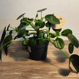 Pilea Peperomia (s) $8