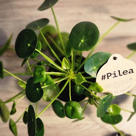 Pilea Peperomia (s) $8