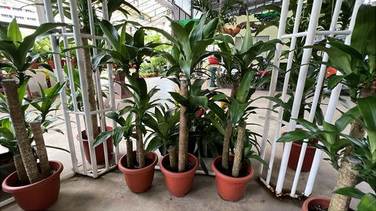 Dracaena Fragrans (1-1.2m) (Iron Tree)