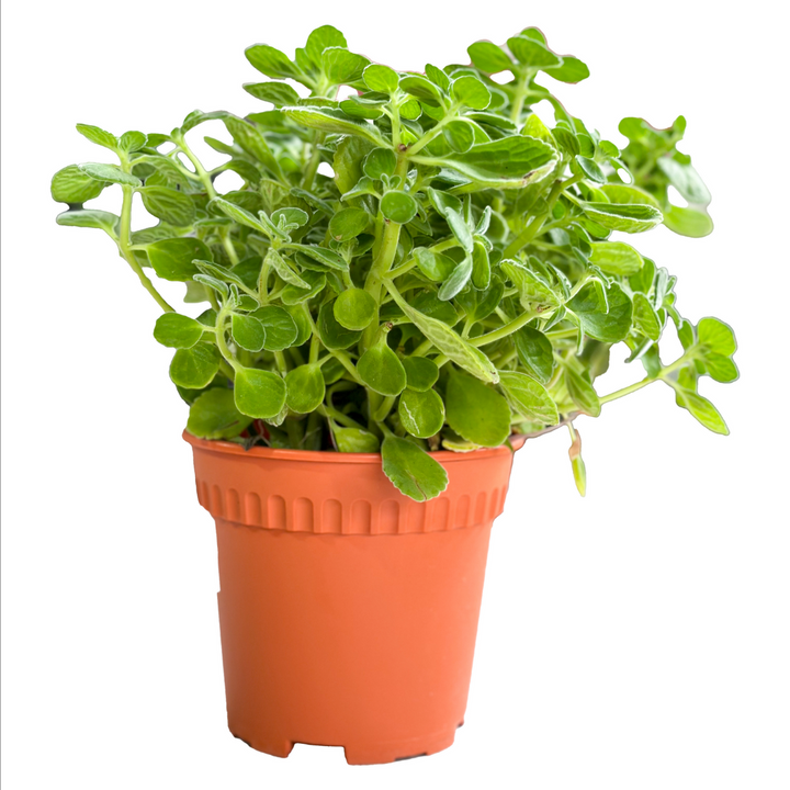 Australia Mint, mint, mini potted plant, mini plant, edible plant, edible herb, herbs, mint tea, edible garden, herbal garden, home garden urban garden