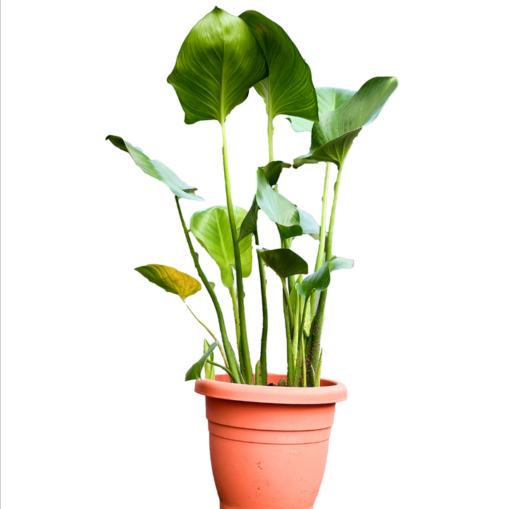 Homalomena Expedita (Water Alocasia), water loving plant, homalaomena, outdoor plant