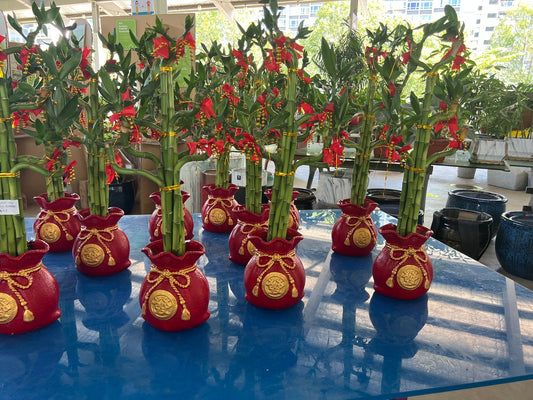 CNY Lucky Bamboo potted (Red Pot)