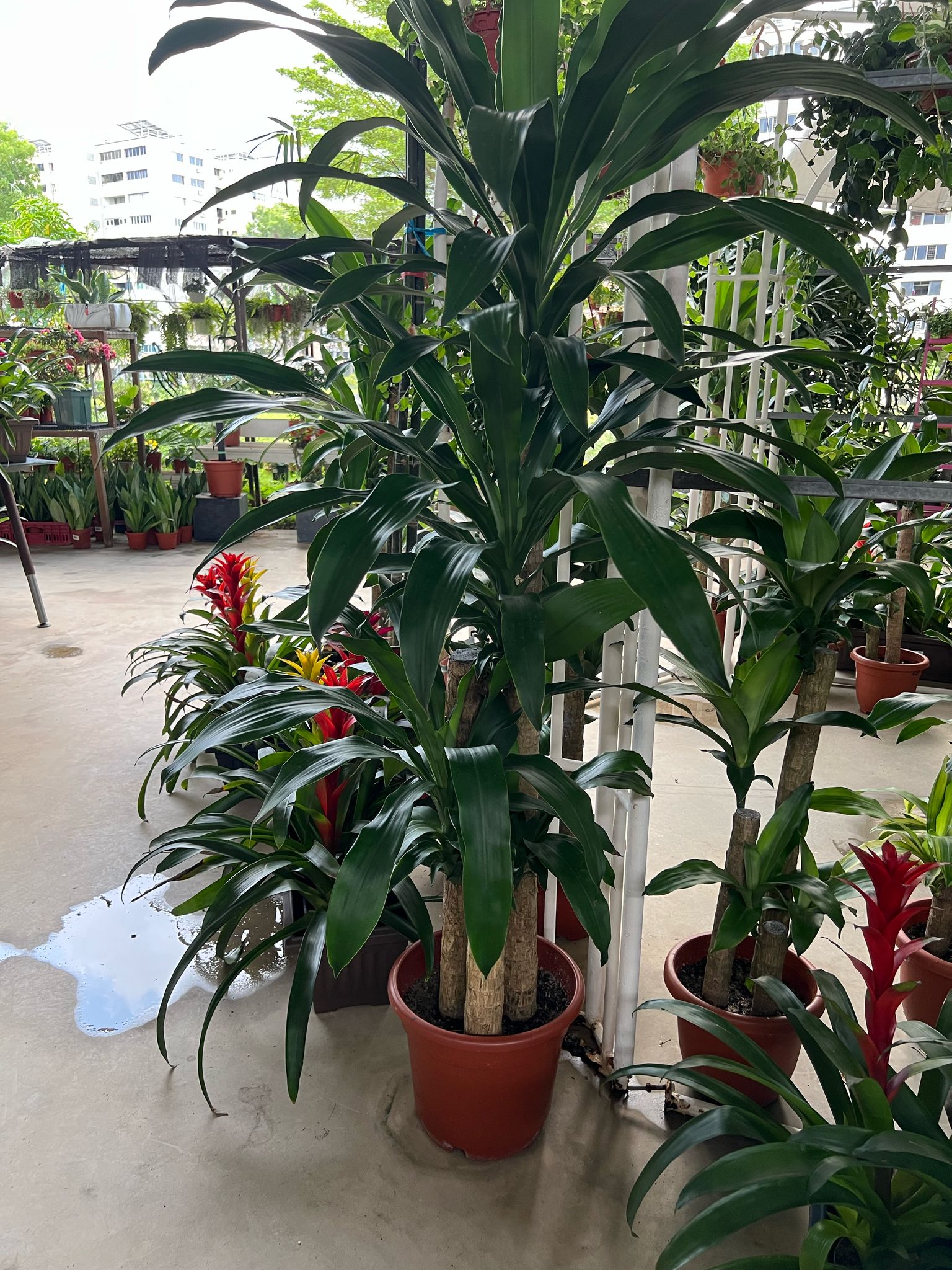 iron tree indoor plant Dracaena fragrans (Iron Tree) – Lifestyle@SingSeeSoon By Kava Experiences
