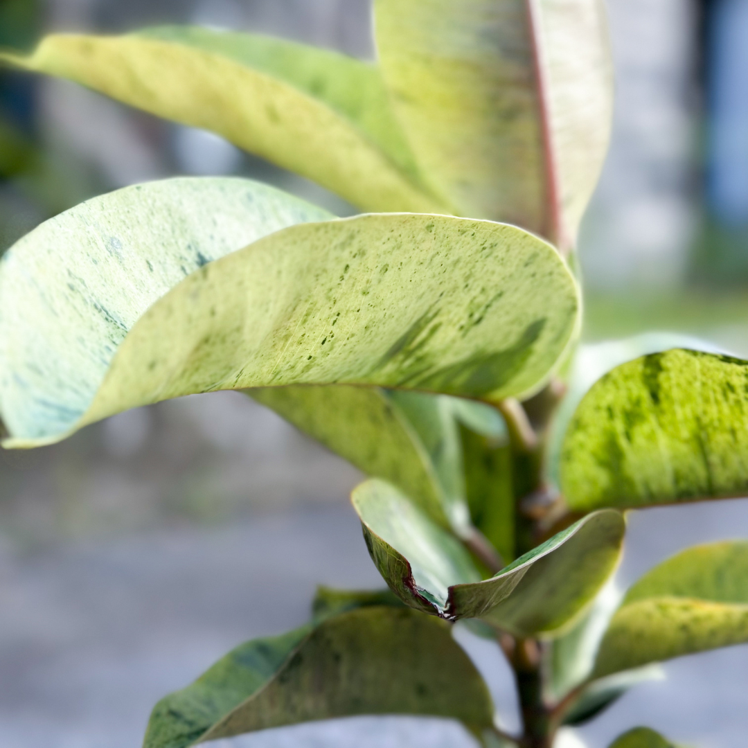 Ficus Shivereana (c.potted) $68