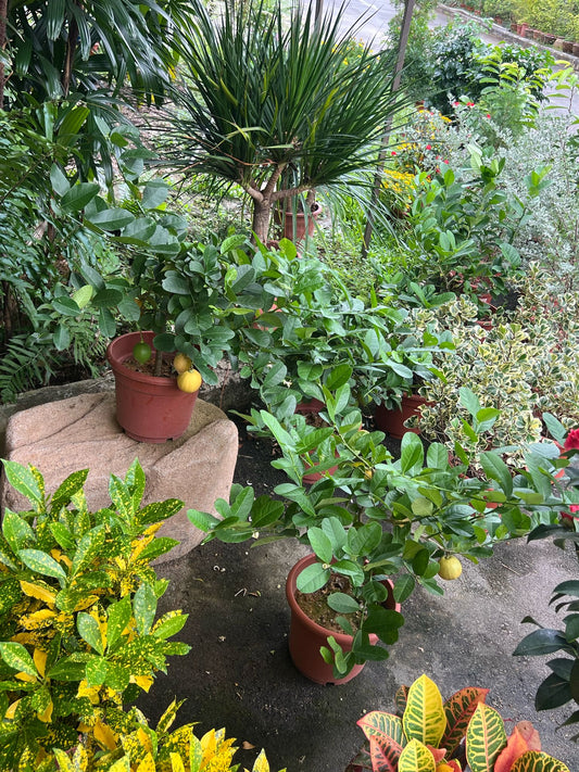 Lemon Tree