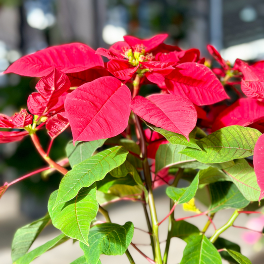 RED POINSETTIA POTTED