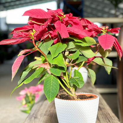 RED POINSETTIA POTTED