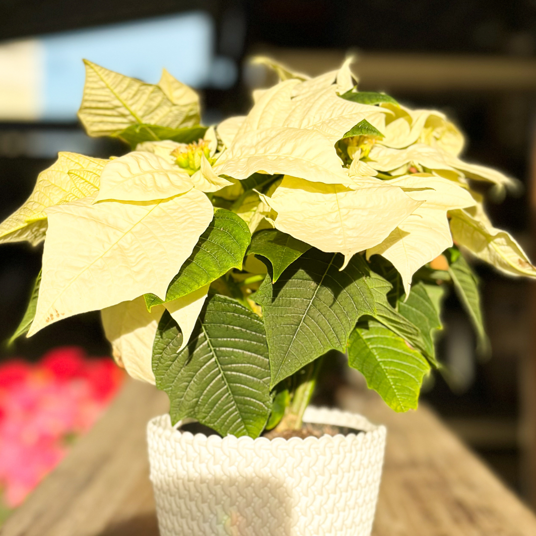 YELLOW POINSETTIA SMALL