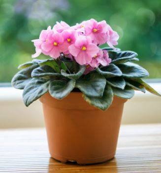 African Violet m (assorted) $6