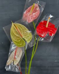 Anthurium (per stalk) $4