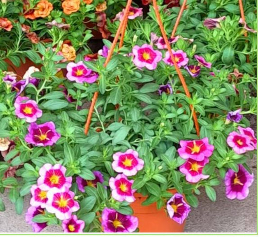 Calibrachoa Million Bells Mini Petunia $12