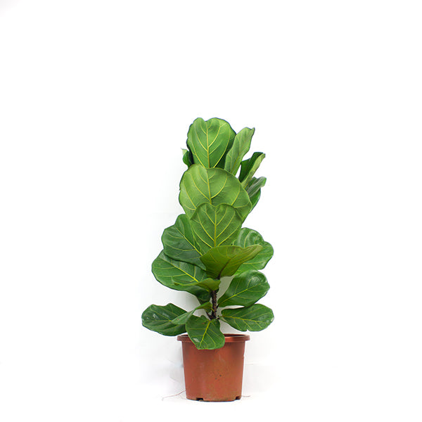 Ficus lyrata $88 (Brown pot)