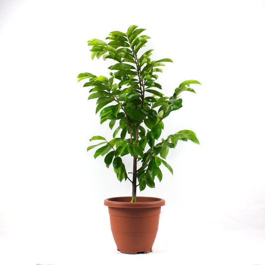 Fruit tree : Soursop (r.potted)  $60