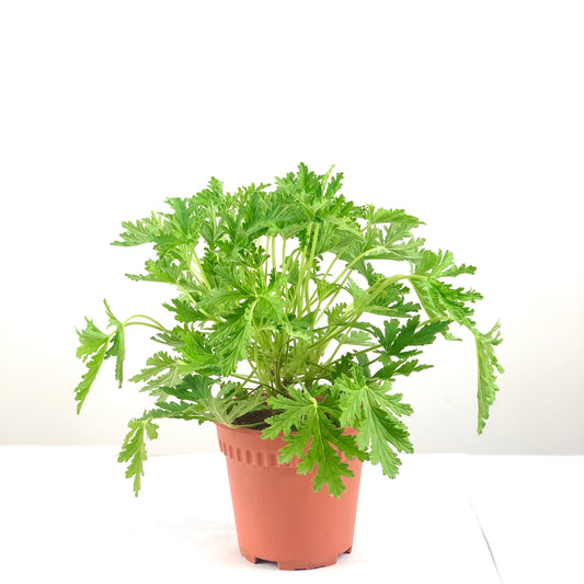 Pelargonium citrosum "Citronella"($10)