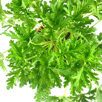 Pelargonium citrosum "Citronella"($10)