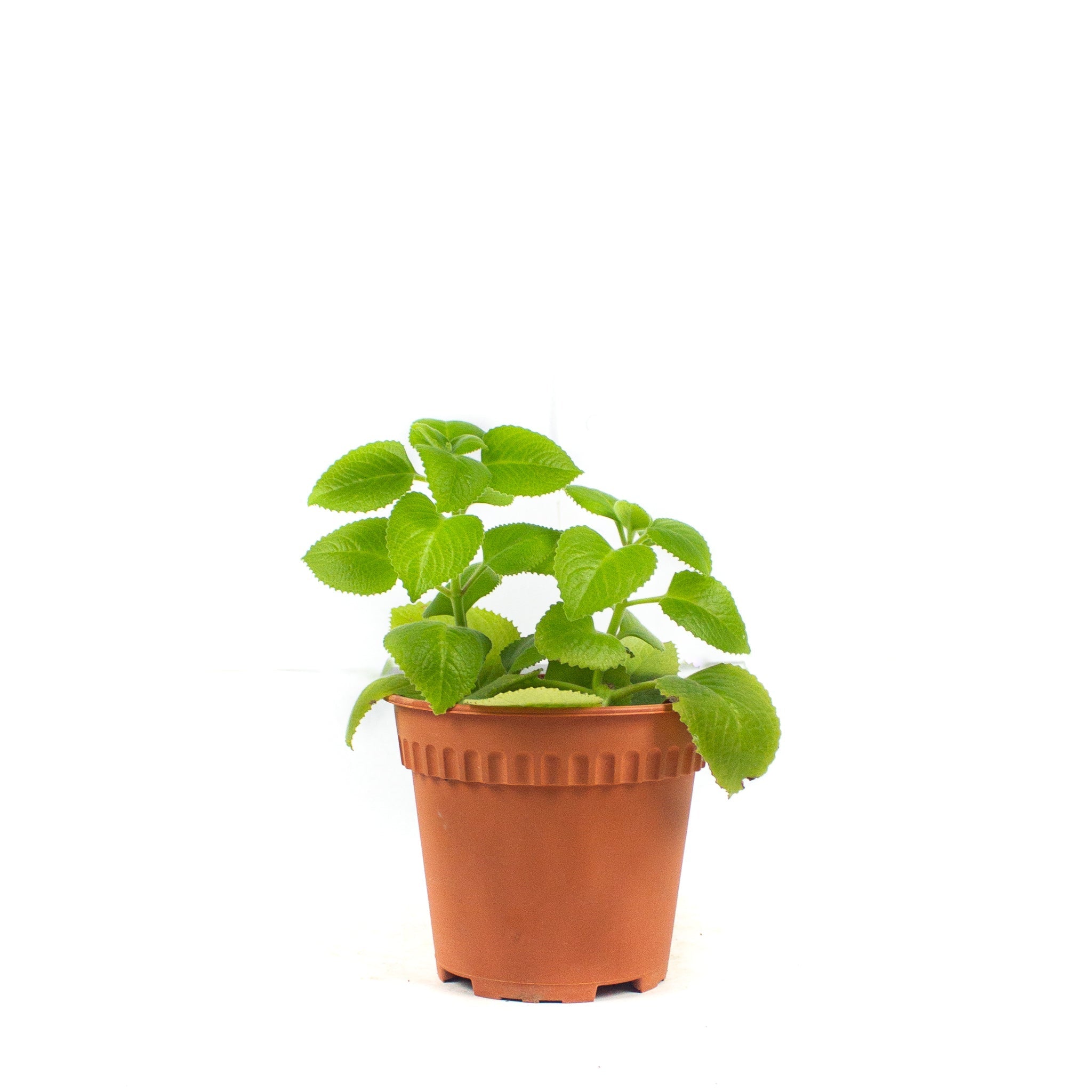 Buy Plants Online Singapore Potted Foliage Page 3 Lifestyle