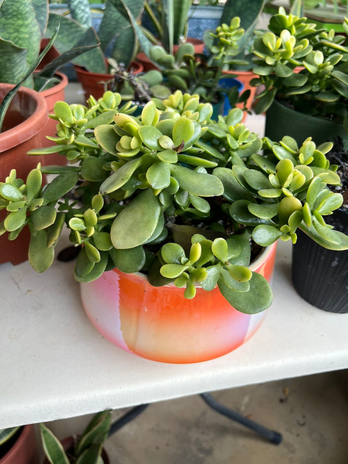 Jade plant (c.potted) $40