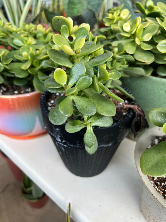 Jade plant (c.potted) $30