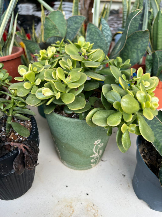 Jade plant (c.potted) $28