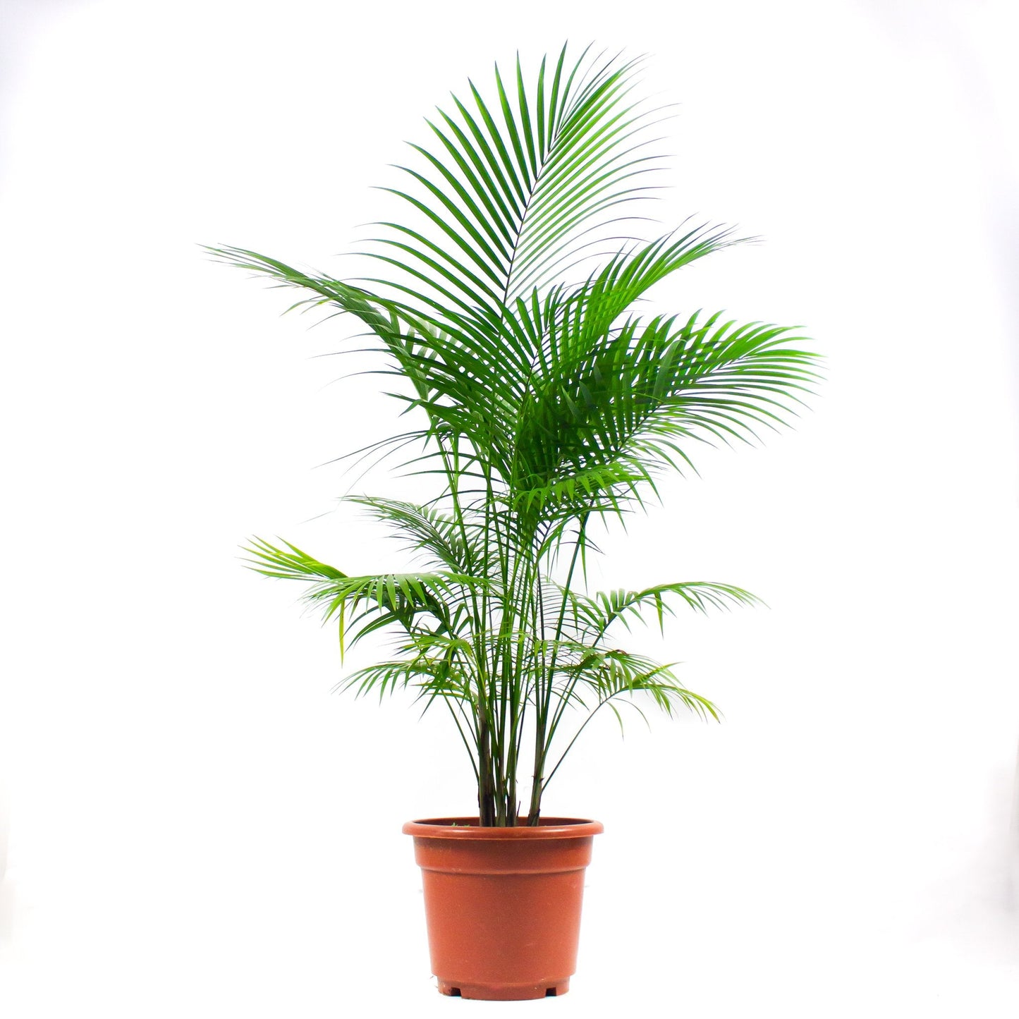 Java Palm $35