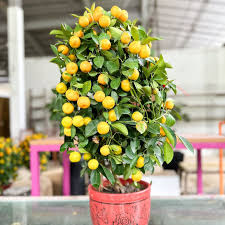 2-FOR-LESS: $108 Kumquat