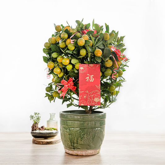 2-FOR-LESS: $33 Kumquat/ celosia(3C) /coxcomb (L)