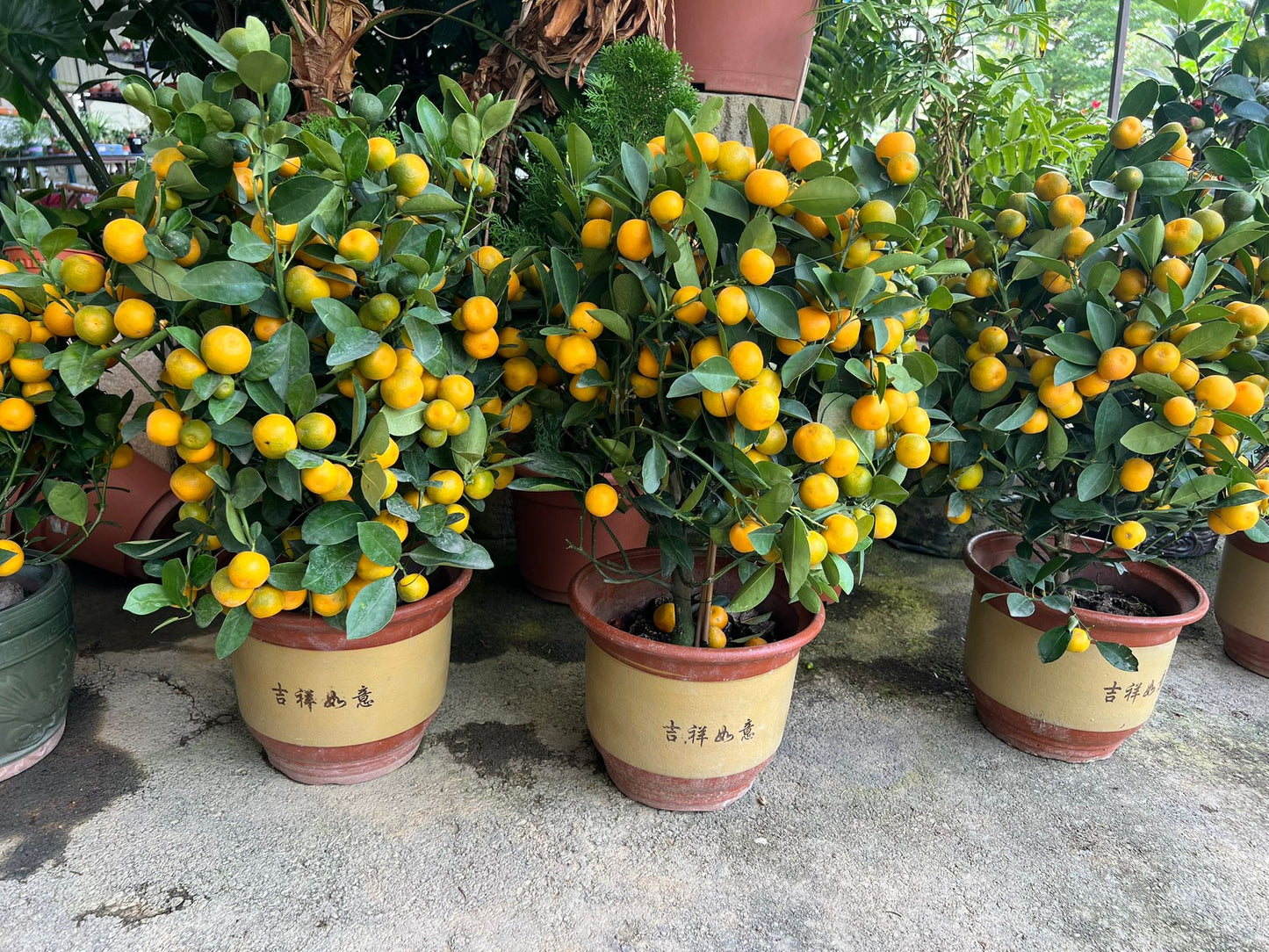 2-FOR-LESS: $45 Kumquat