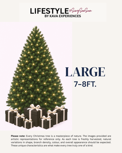 Large Christmas Tree (7-8FT)