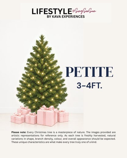 Petite Christmas Tree  (3-4FT)