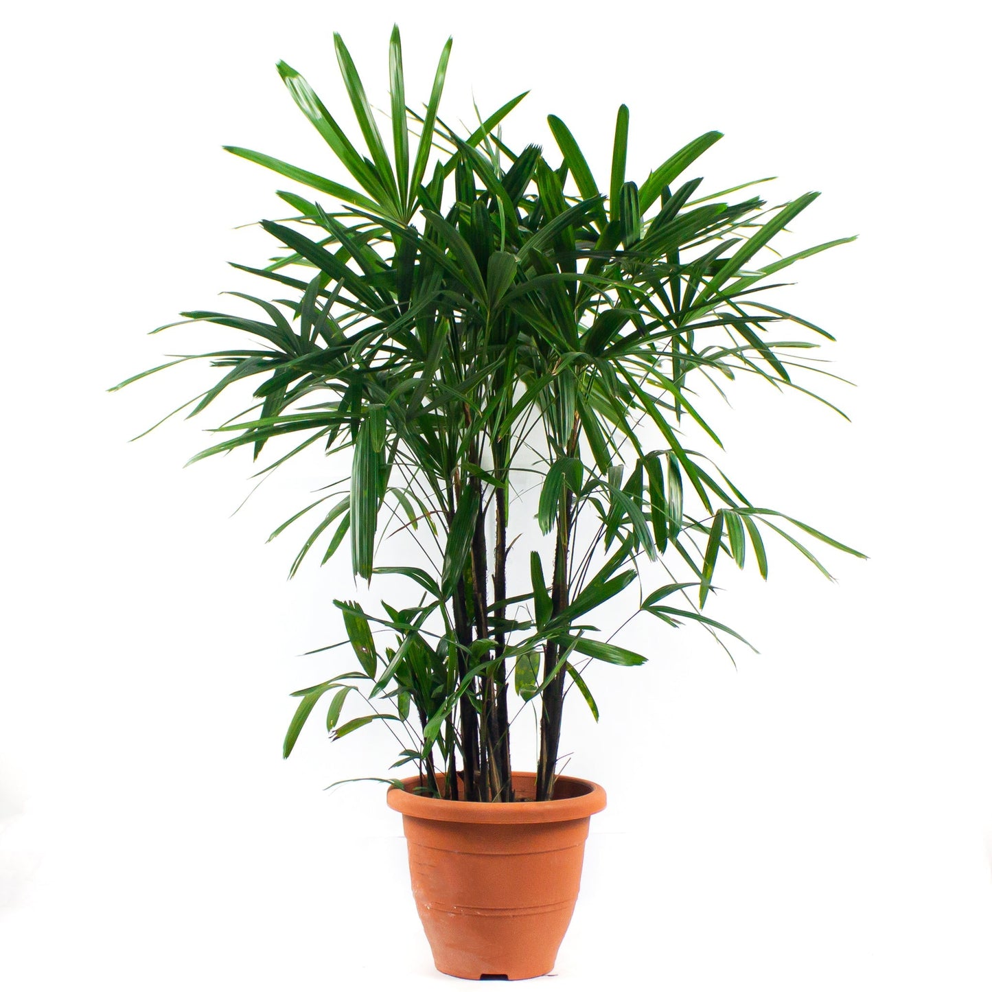 Rhapis excelsa, Lady Palm, Ground Rattan, Bamboo Palm, Miniature Fan Palm, Fern Rhapis, 棕竹