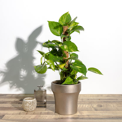 Epipremnum aureum (2ft)