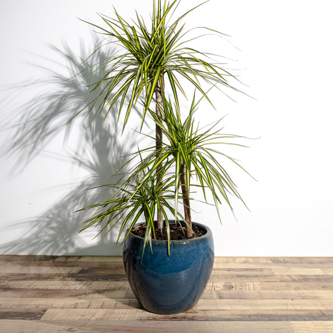 Dracaena marginata