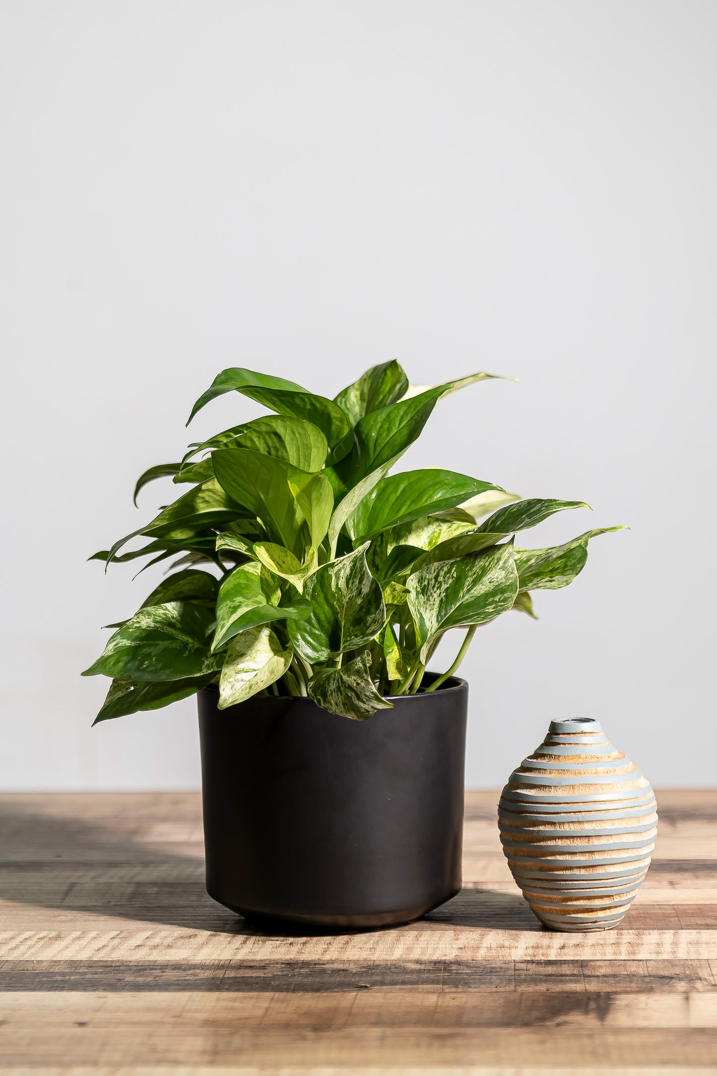 Epipremnum aureum (money plant)