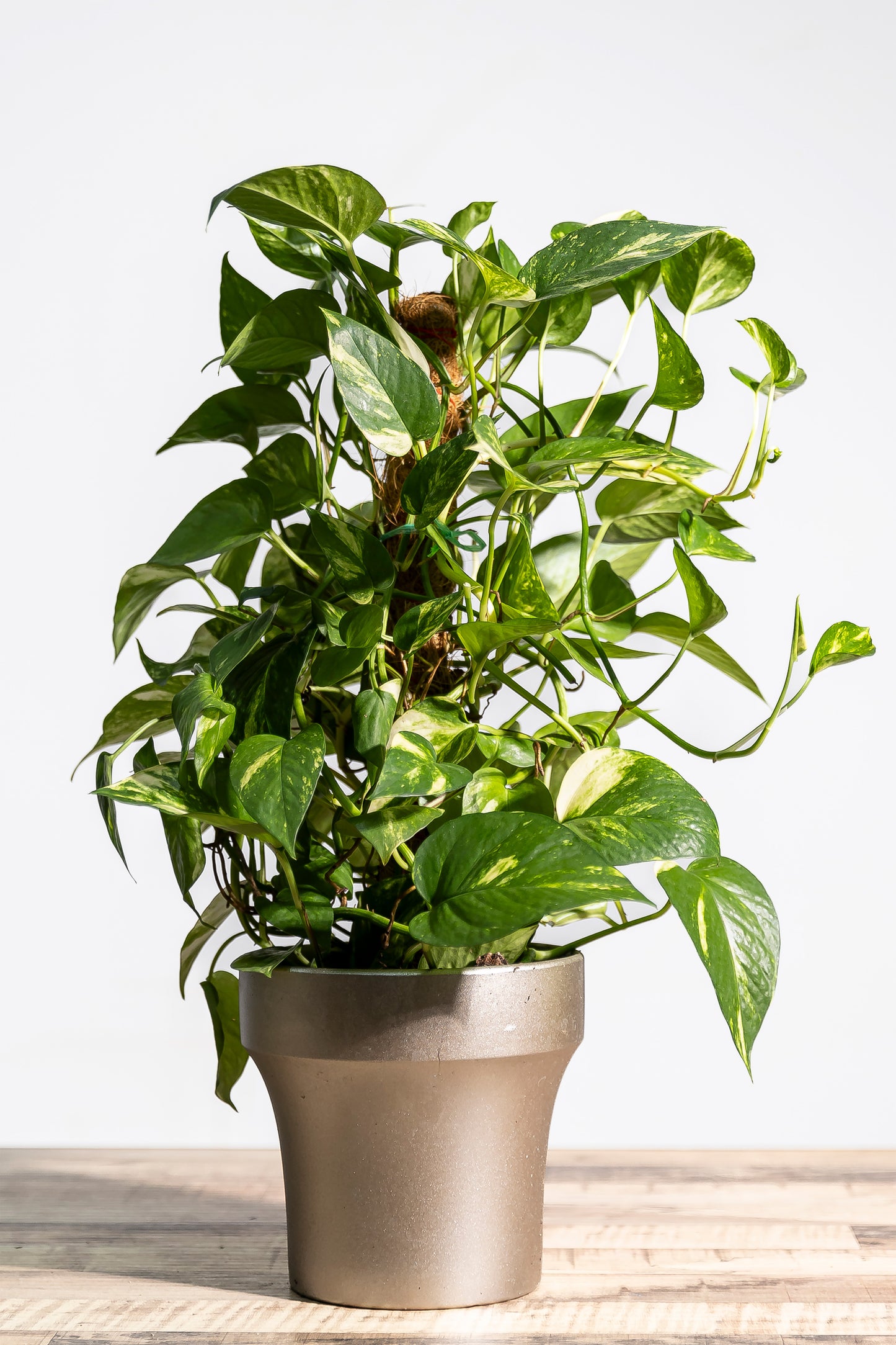 Epipremnum aureum (2ft)