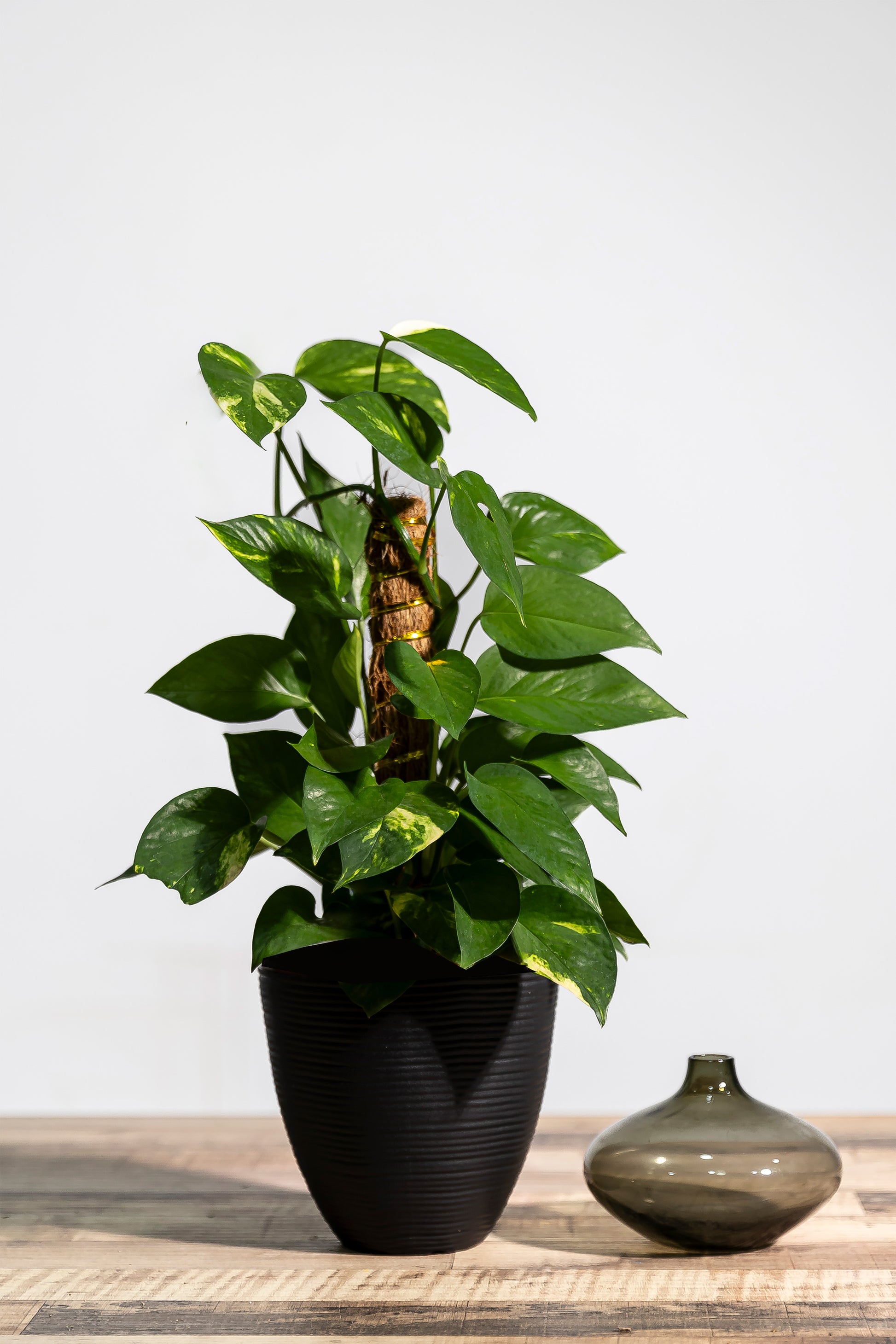 money plant vine Epipremnum aureum 'Money Plant' (2ft. Cocostick) – Lifestyle@SingSeeSoon By Kava Experiences