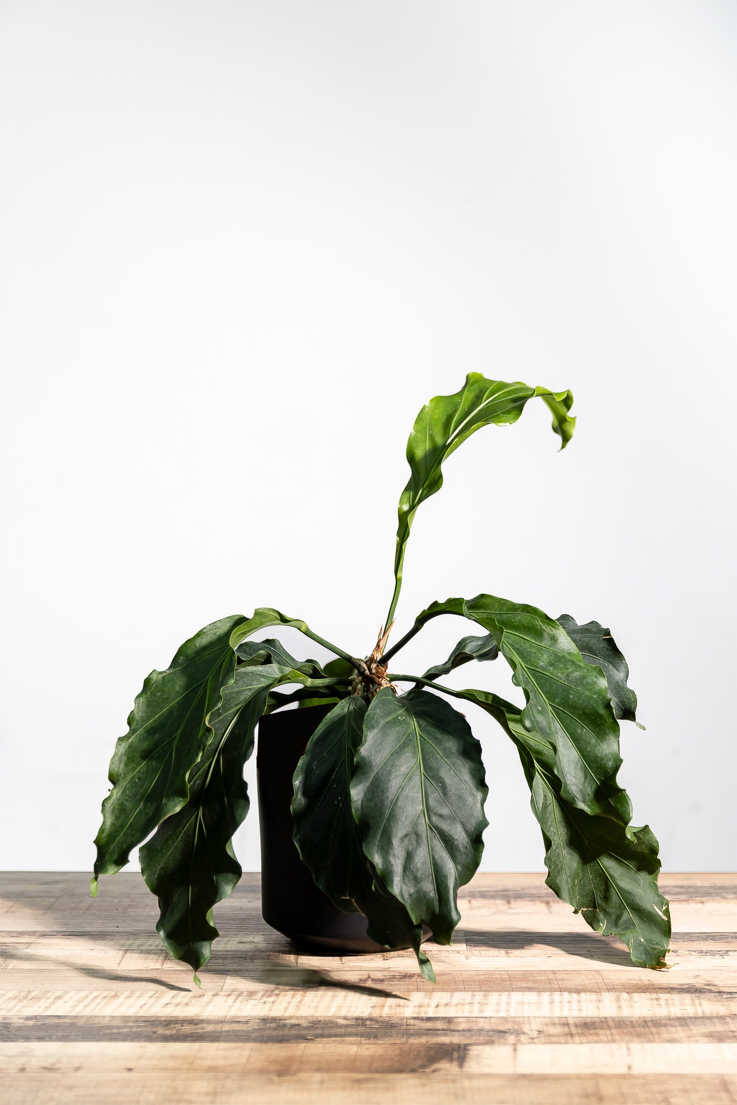 Anthurium plowmanii c.potted