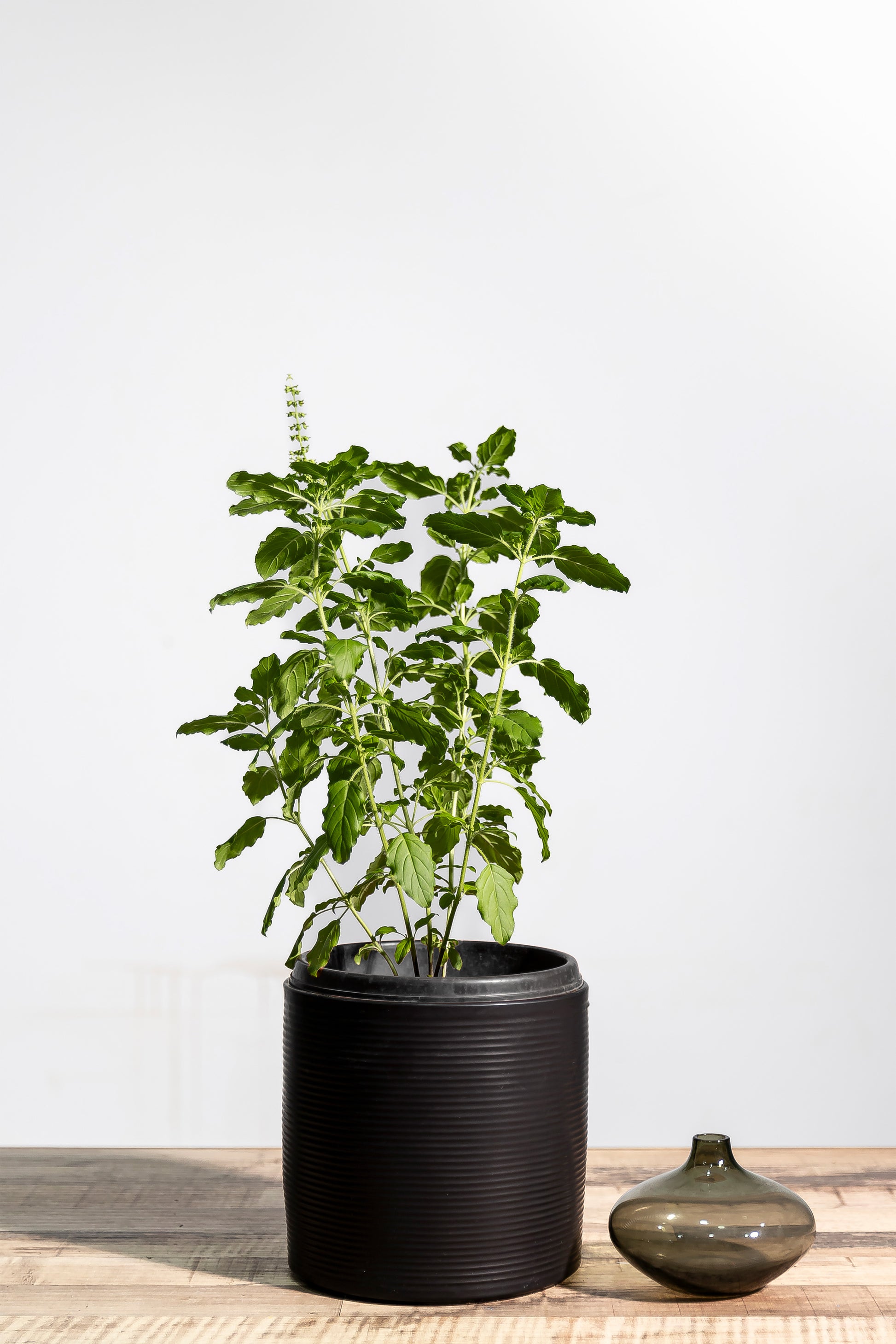holy basil potted plant Indian Tulisi (Holy Basil) – Lifestyle@SingSeeSoon By Kava Experiences
