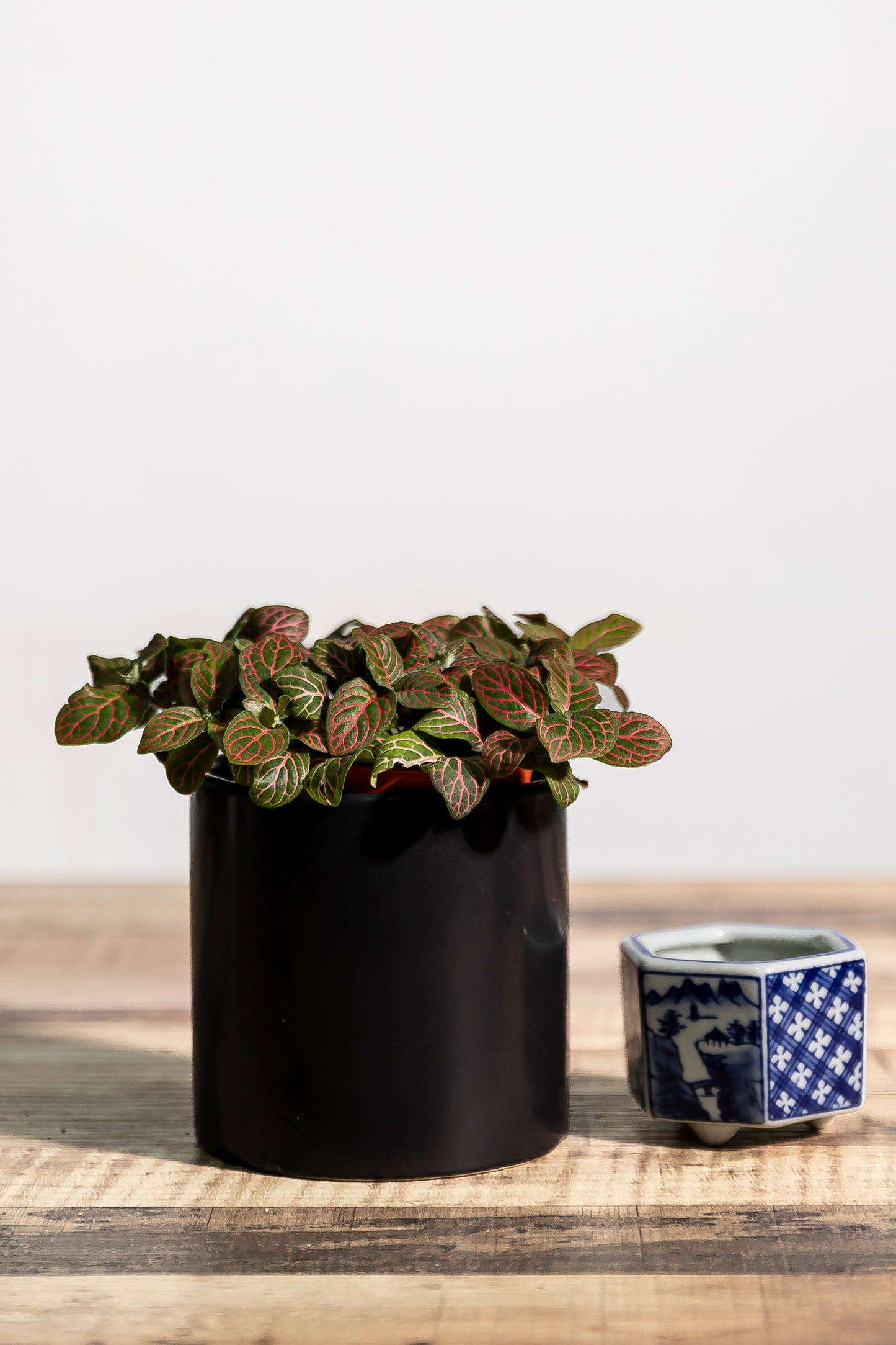 Fittonia (potted)