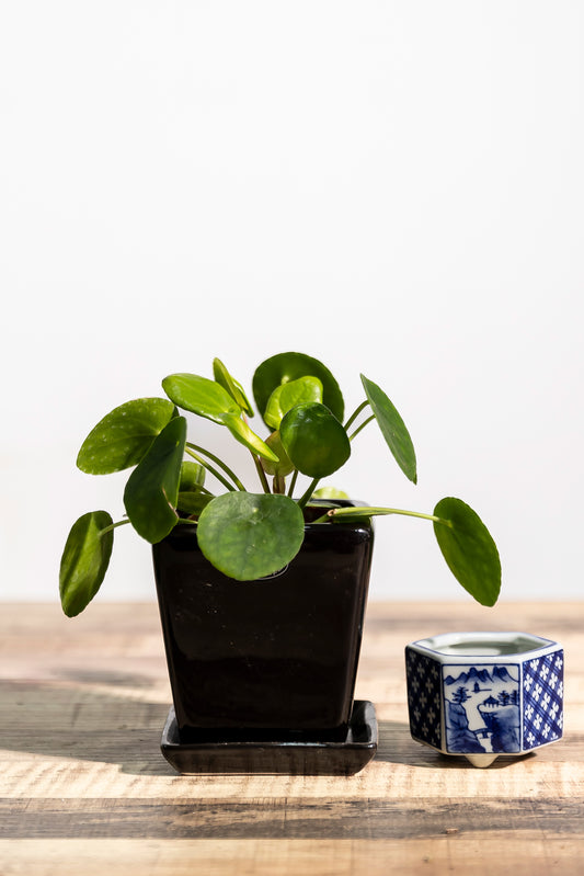 Pilea Peperomia 