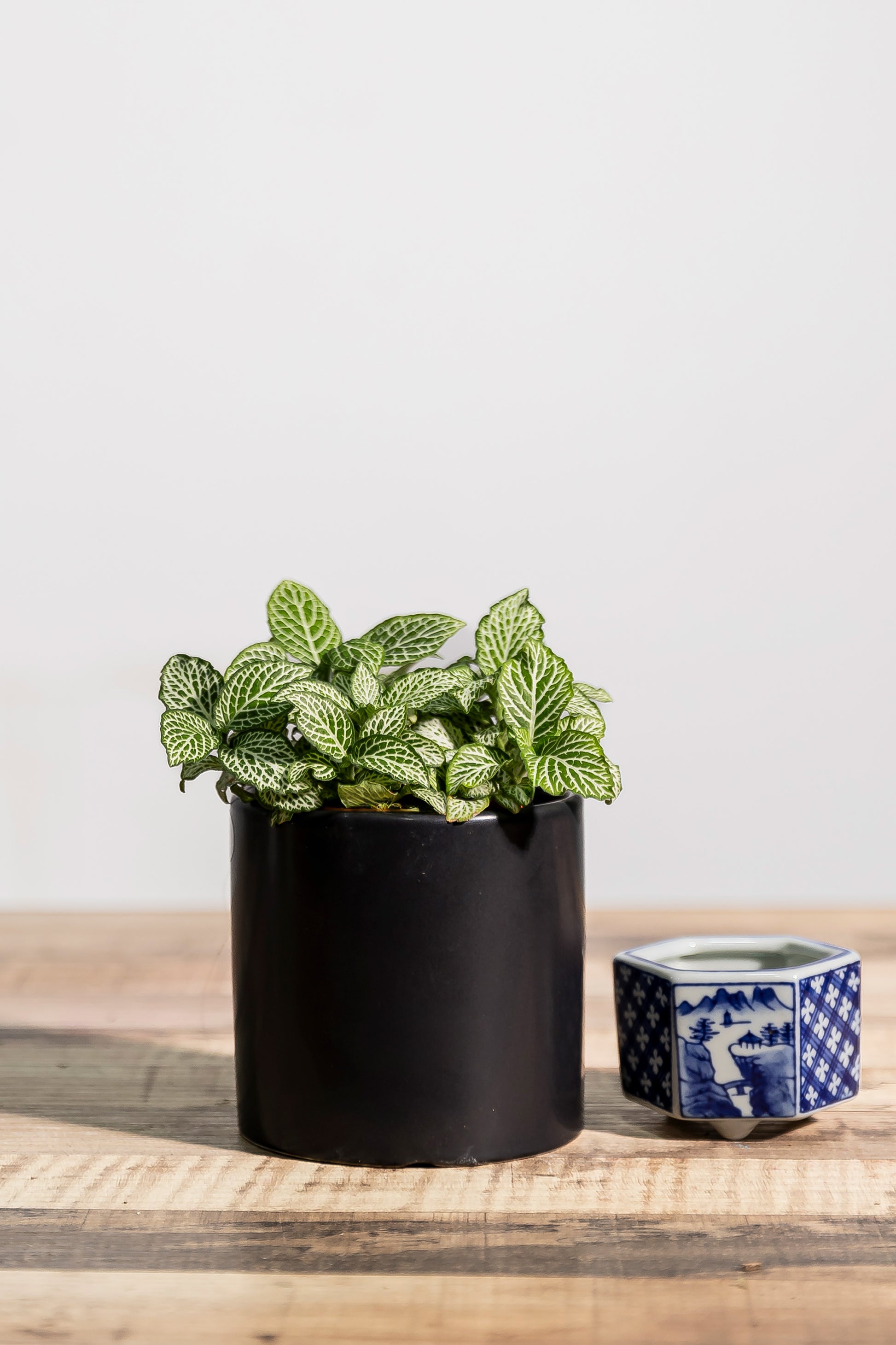 Fittonia (potted)